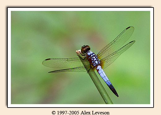 dragonfly in lily pond