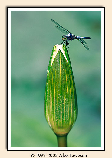 Dragonfly on lotus bud