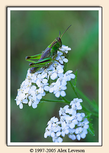 Grasshopper on flower