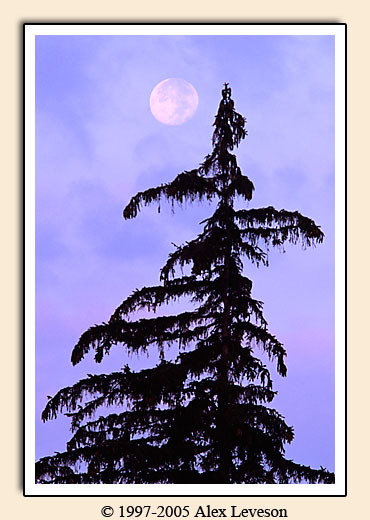 moon behind conifer tree