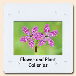 flower and plant galleries