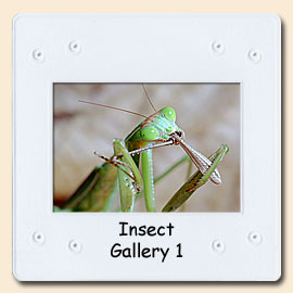 insect macro gallery 1