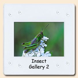 insect macro gallery 2